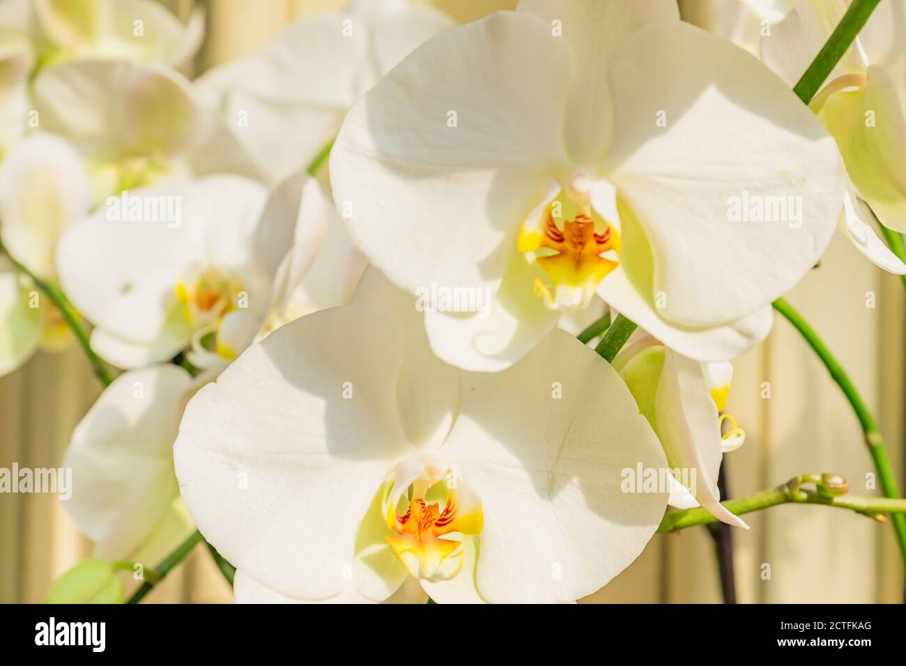Fleur d'orchidée Phalaenopsis blanche géante. Plante tropicale en fleurs à  la maison. Jardinage domestique Photo Stock - Alamy