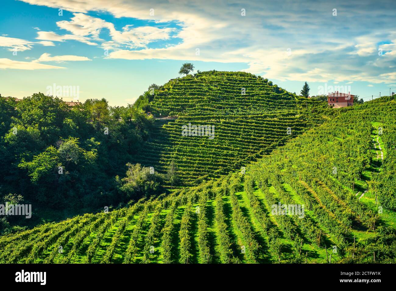 Collines Prosecco, vignobles et arbre. Patrimoine mondial de l'UNESCO. Valdobbiadene, Vénétie, Italie Banque D'Images