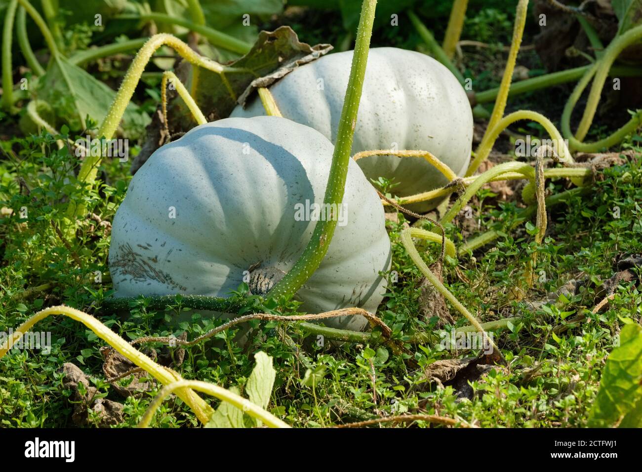 Cucurbita Pepo 'Prince de la Couronne'. Citrouille à la peau bleu-argent « Crown Prince » poussant dans un potager. Courge « Crown Prince ». Banque D'Images