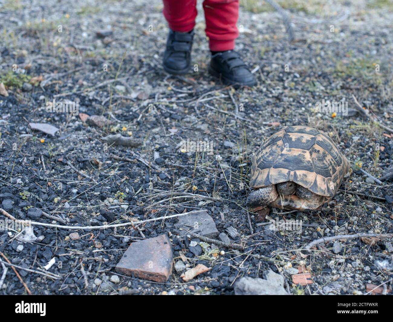 Gros plan d'une tortue et des pieds au sol Banque D'Images