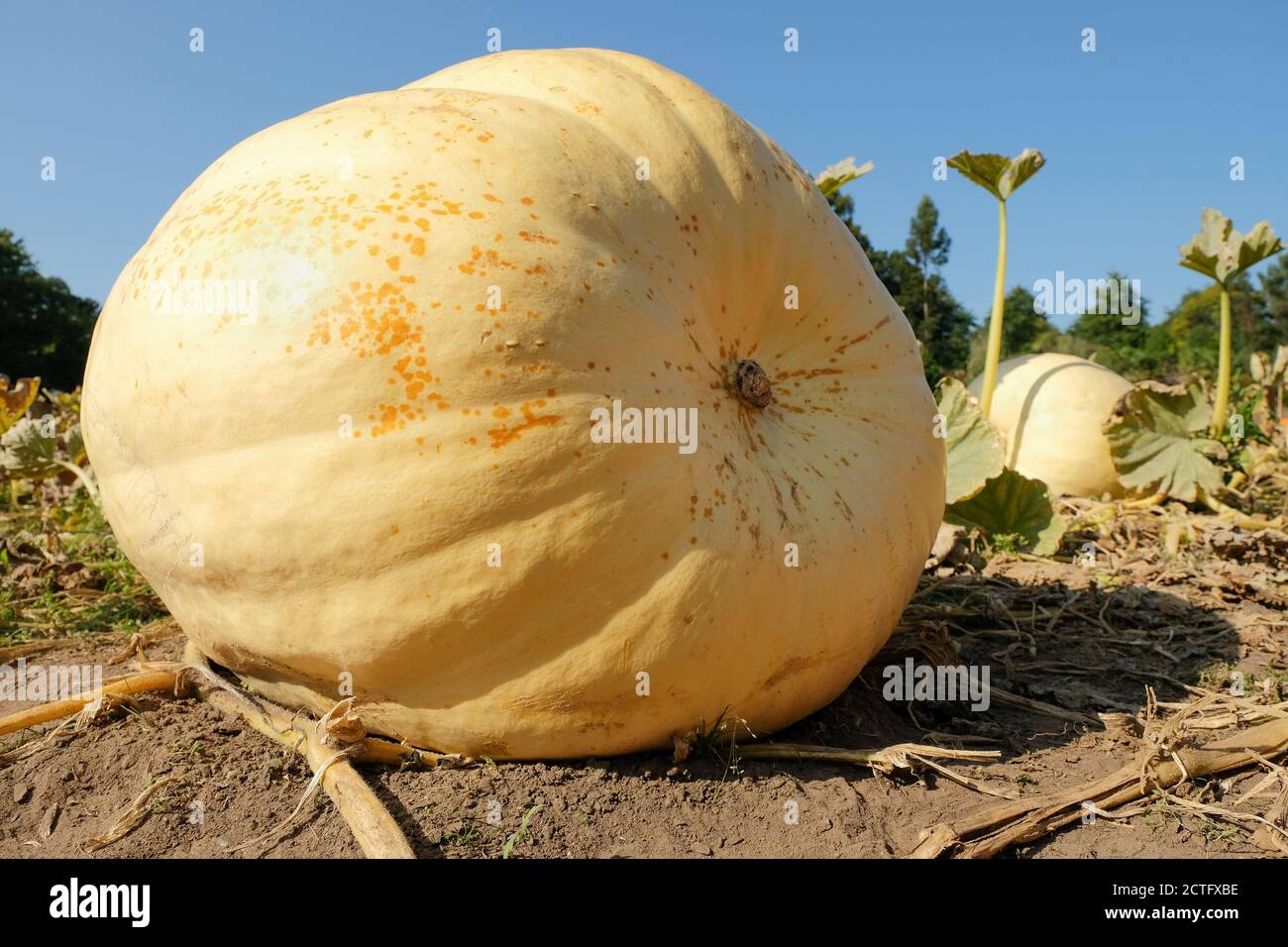 Cucurbita maxima 'géant atlantique'. Citrouille « Atlantic Giant ». Citrouille « Atlantic Giant » poussant dans un potager Banque D'Images