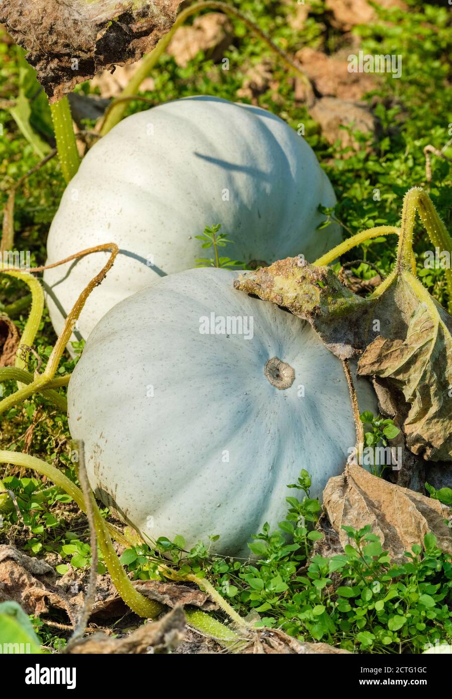 Cucurbita Pepo 'Prince de la Couronne'. Citrouille à la peau bleu-argent « Crown Prince » poussant dans un potager. Courge « Crown Prince ». Banque D'Images