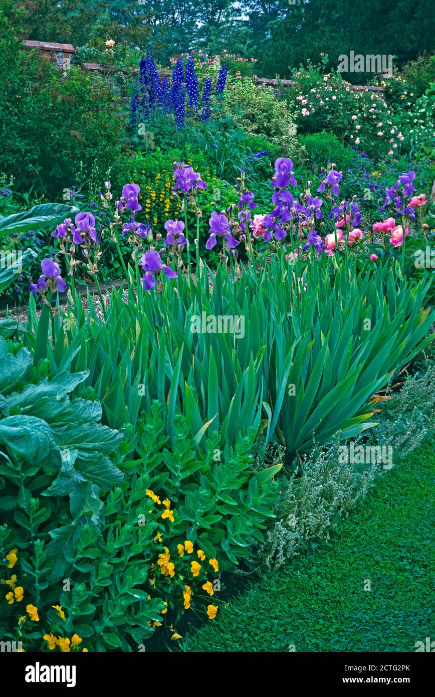 Jolie bordure de fleur avec Irises et pivoine dans un mur jardin Banque D'Images