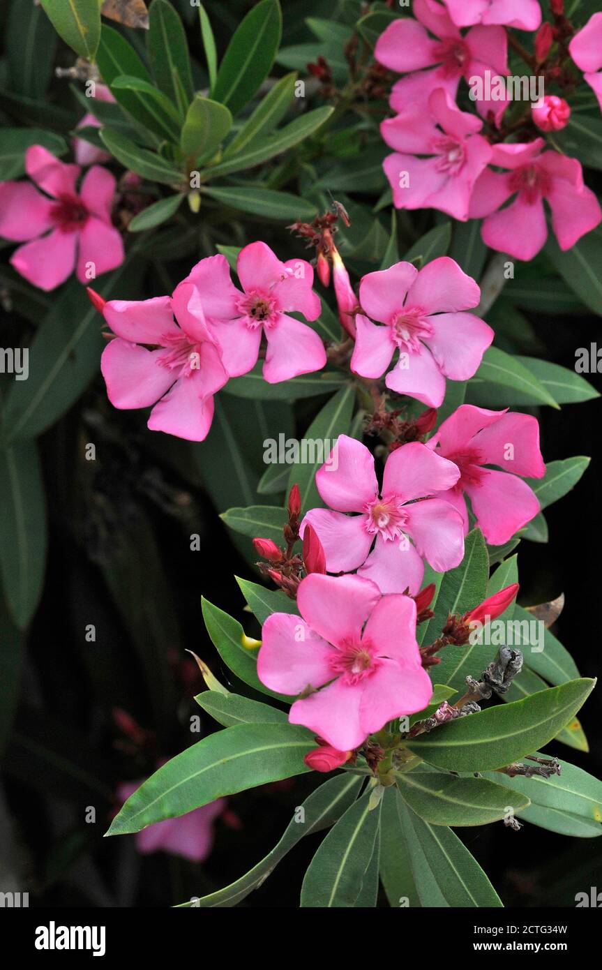 Gros plan d'une Oleander nerium rose en pleine croissance La campagne de Chypre Banque D'Images