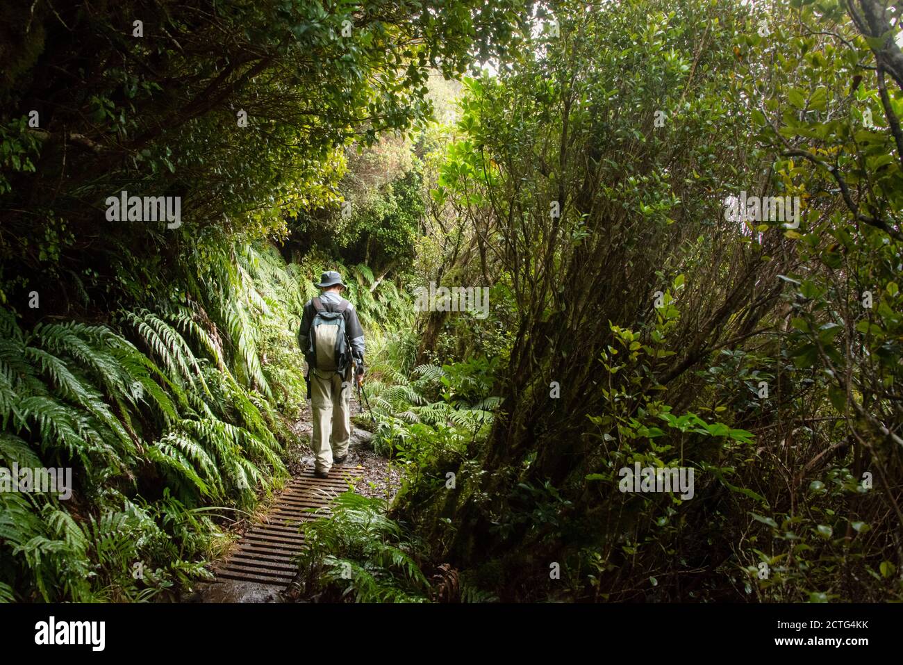 Randonnée pédestre Pouakai Crossing dans la pluie, parc national d'Egmont, Nouvelle-Zélande Banque D'Images