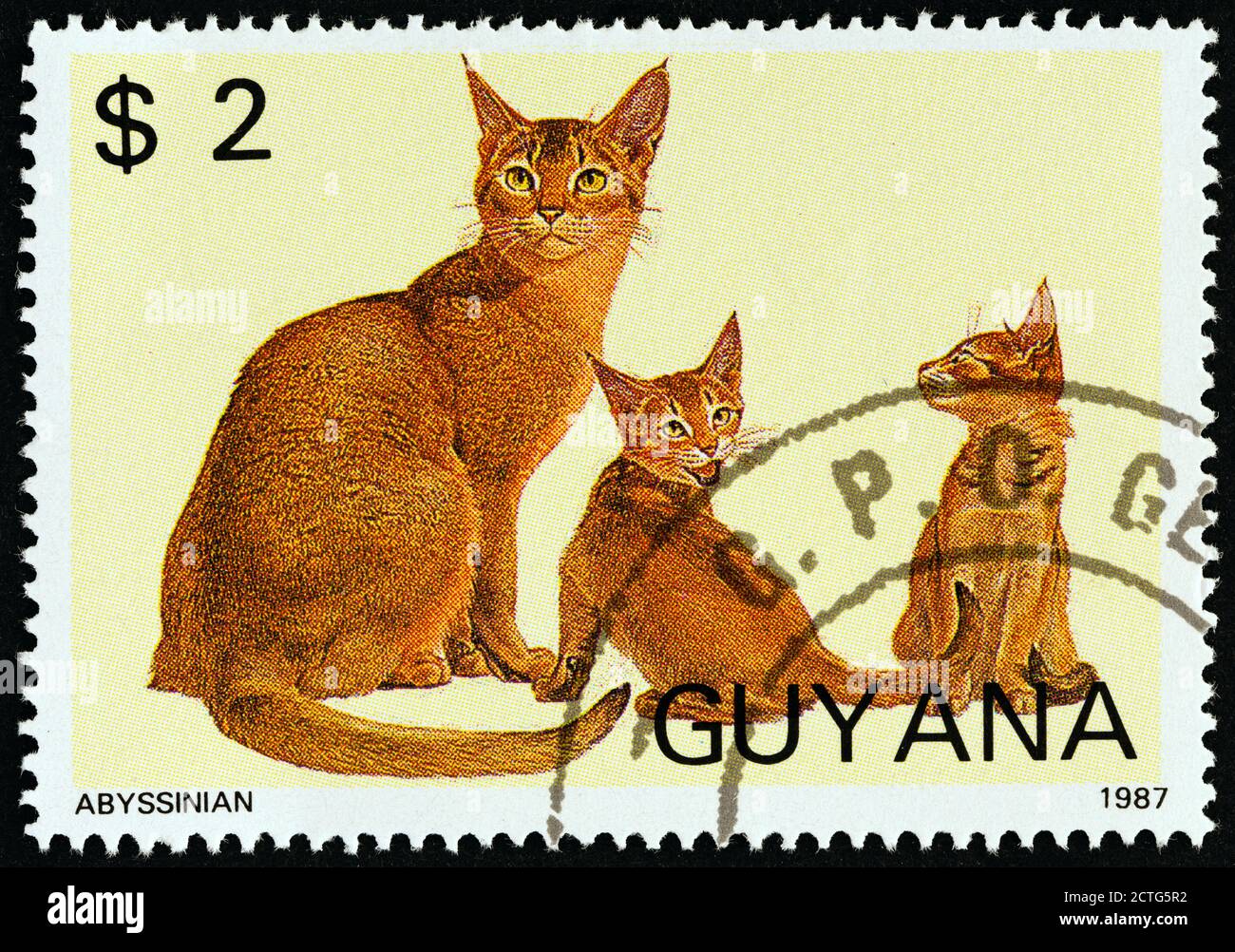GUYANA - VERS 1988: Un timbre imprimé au Guyana à partir du numéro des «Cats» montre Abyssinian, vers 1988. Banque D'Images