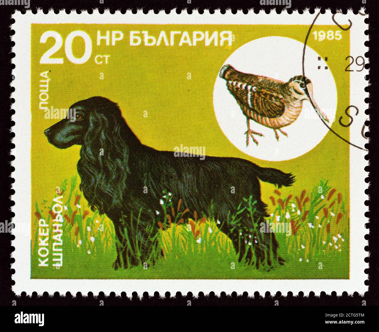 BULGARIE - VERS 1985: Un timbre imprimé en Bulgarie du numéro 'chien de chasse' montre Cocker Spaniel, coq eurasien (Scolopax rusticola) Banque D'Images