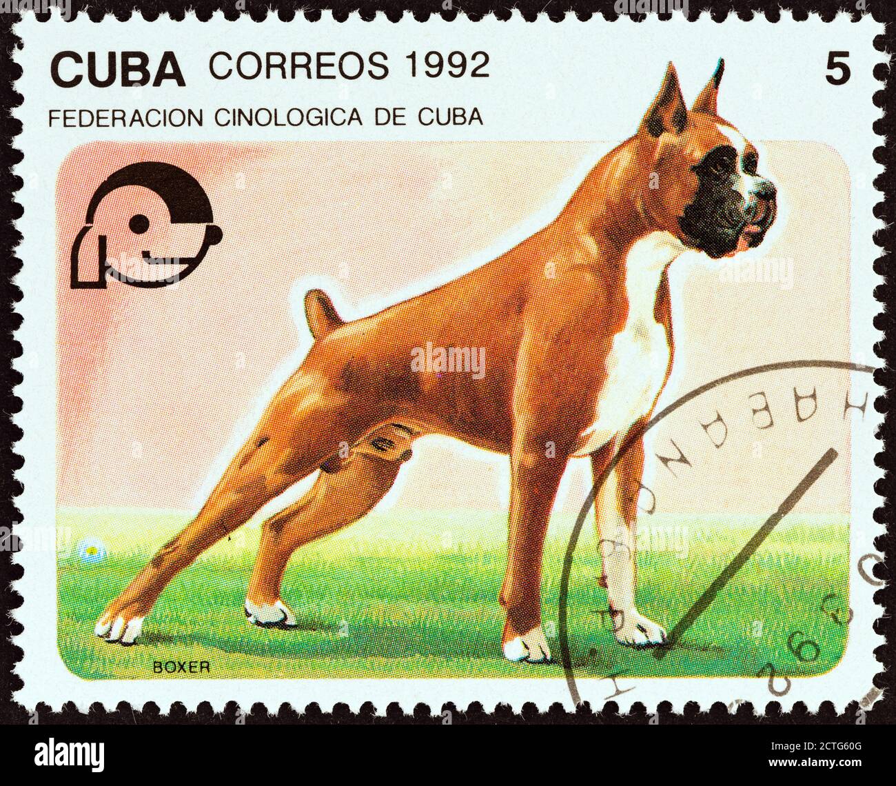 CUBA - VERS 1992 : un timbre imprimé à Cuba dans le numéro des « Dogs » montre Boxer, vers 1992. Banque D'Images