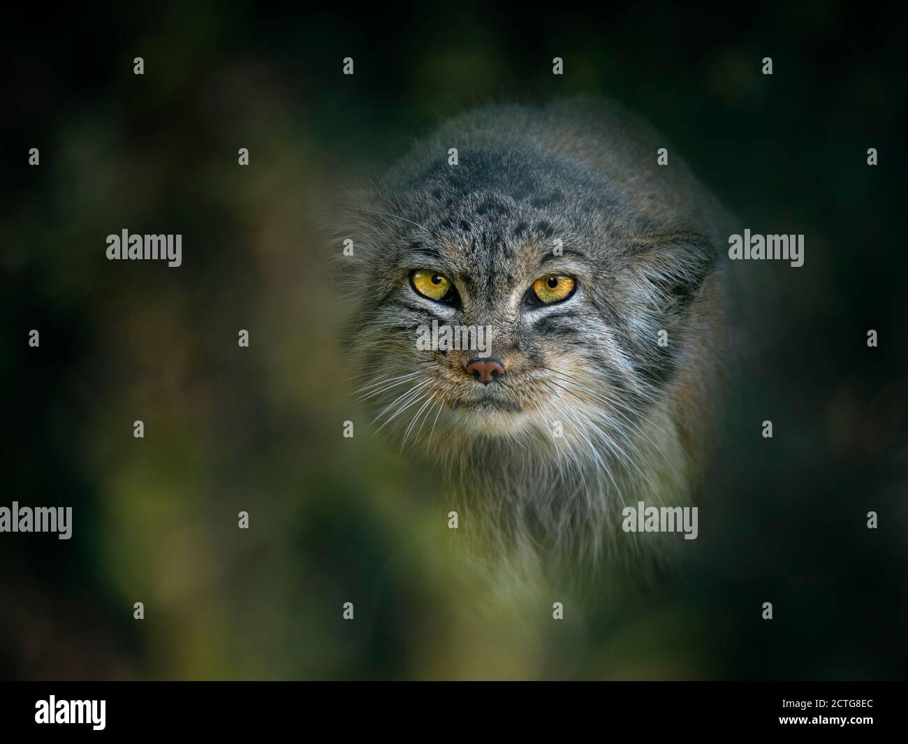 Le chat de Pallas Otocolobus manul portrait Banque D'Images