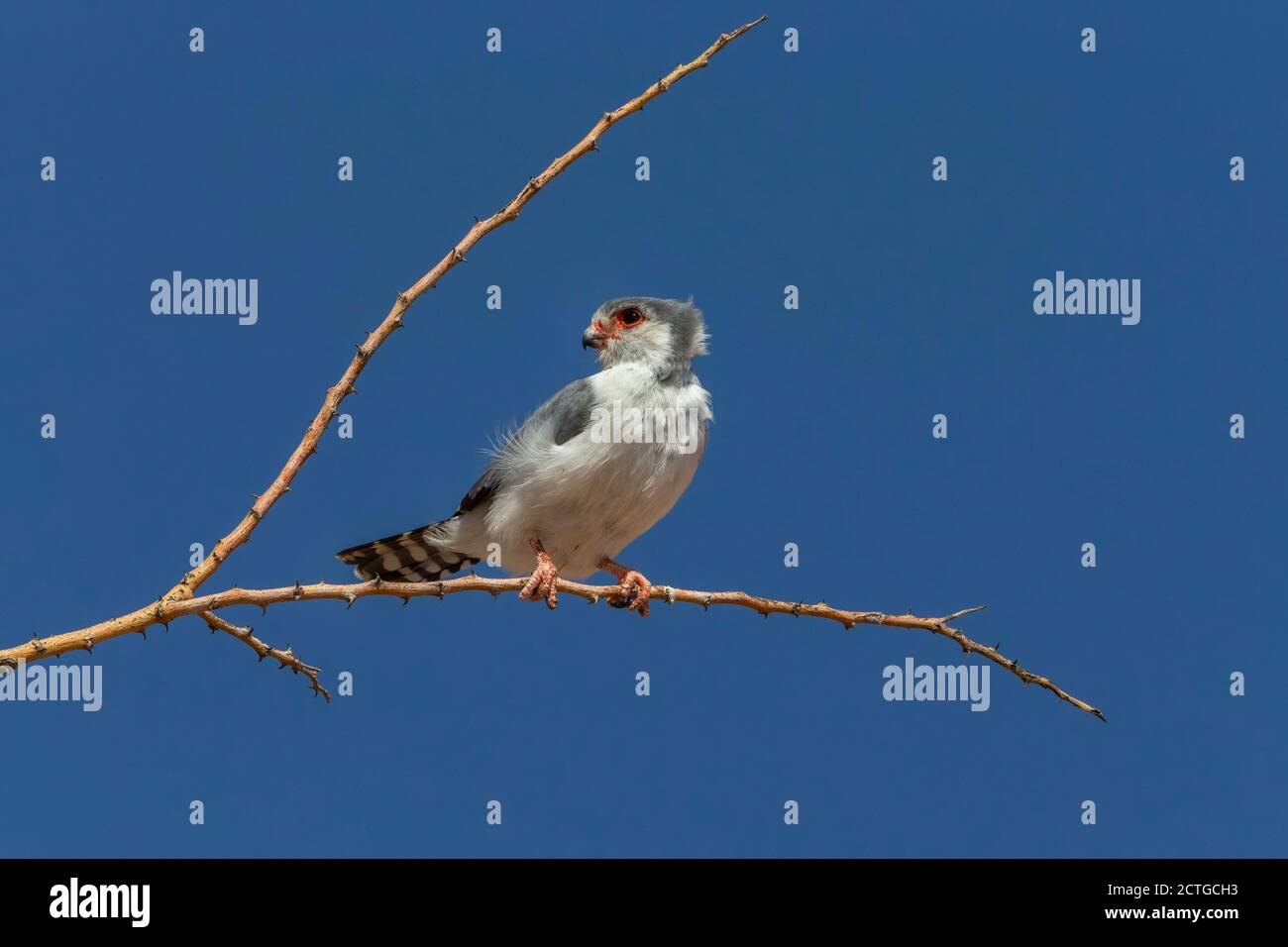 faucon pygmée (Polihierax semitorquatus) mâle, parc transfrontier de Kgalagadi, Afrique du Sud Banque D'Images
