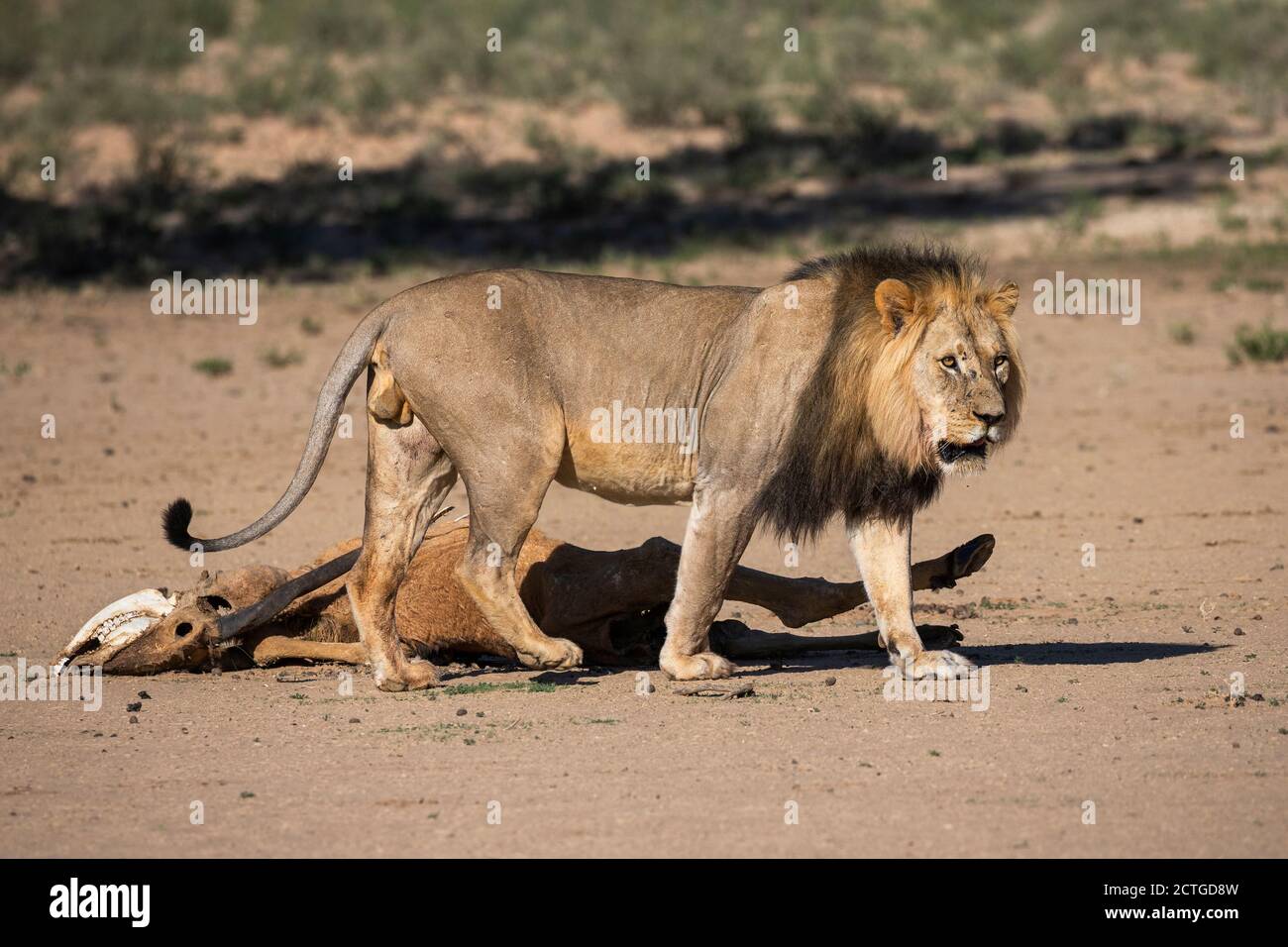 Lion (Panthera leo), avec carcasse terrestre, parc transfrontier de Kgalagadi, Afrique du Sud Banque D'Images