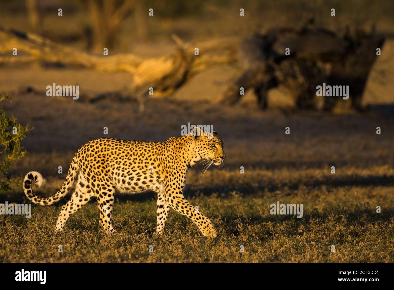 Leopard (Panthera pardus) féminin, Kgalagadi transfrontier Park, Afrique du Sud Banque D'Images