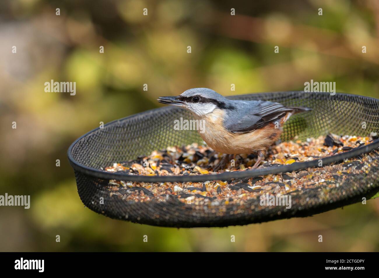 Nuthatch (Sitta europaea) sur plateau à semences, parc national de Northumberland, Royaume-Uni Banque D'Images