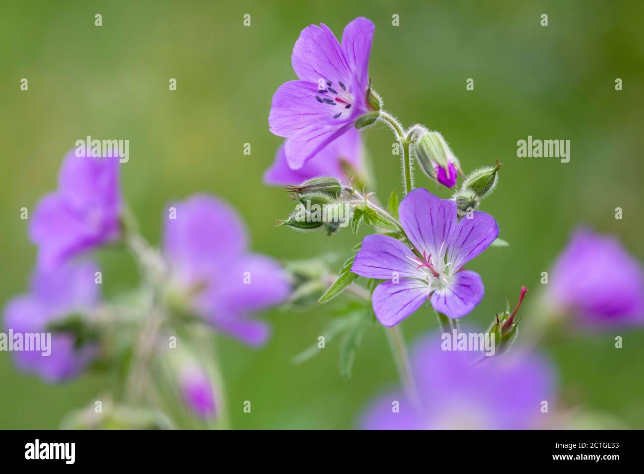 Parc national de Northumberland, Royaume-Uni Banque D'Images