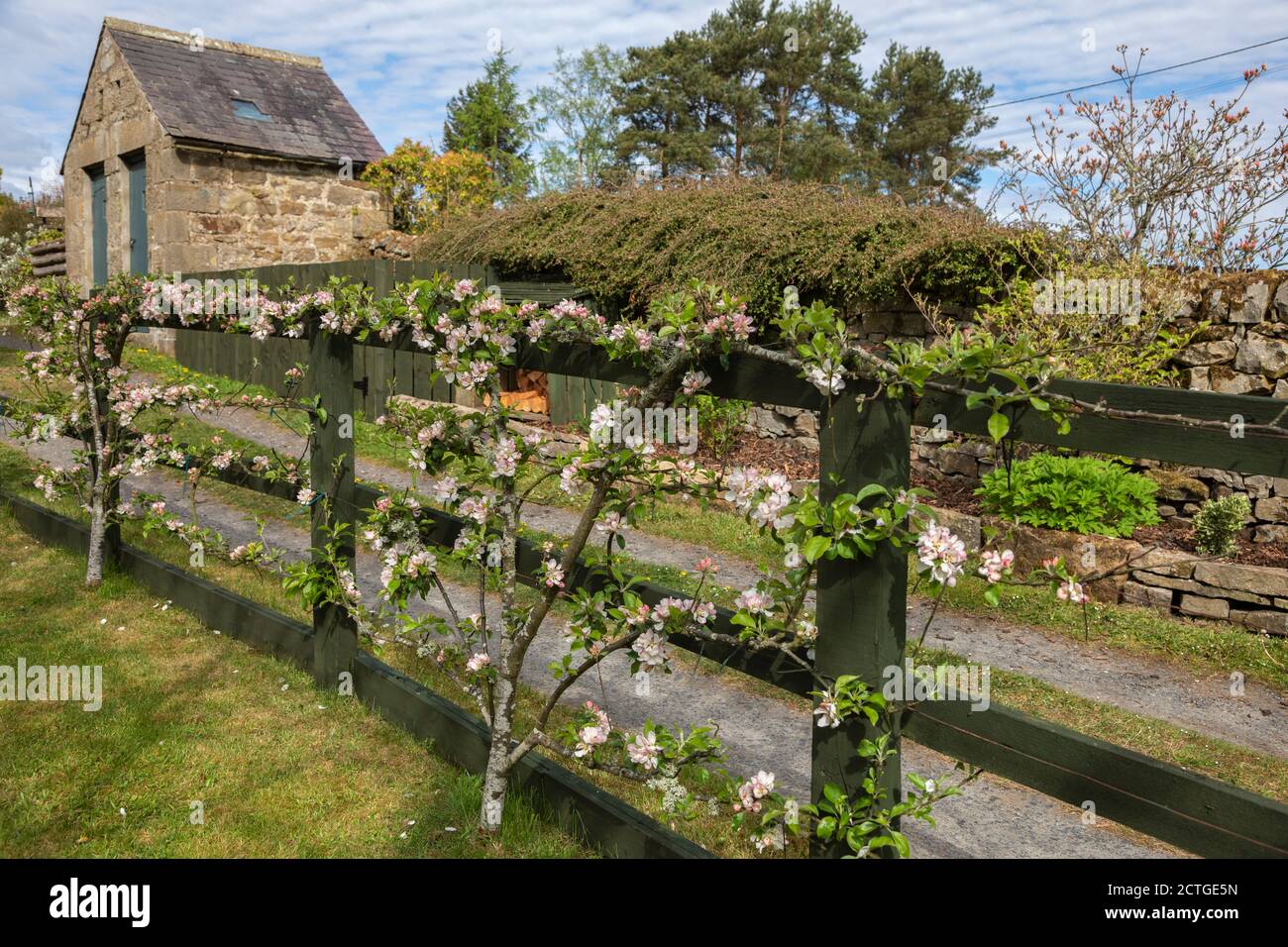 Fleur de pomme (Malus domestica), Northumberland, Royaume-Uni Banque D'Images