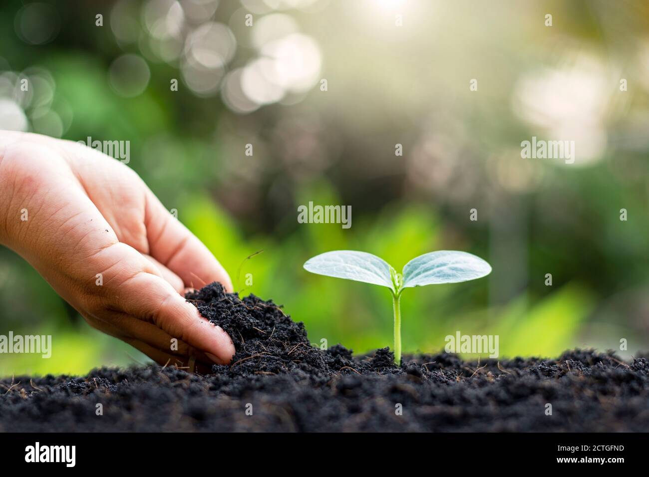 Les mains des agriculteurs plantent des semis sur le sol, y compris une toile de fond verte floue, des concepts forestiers et la protection de l'environnement. Banque D'Images