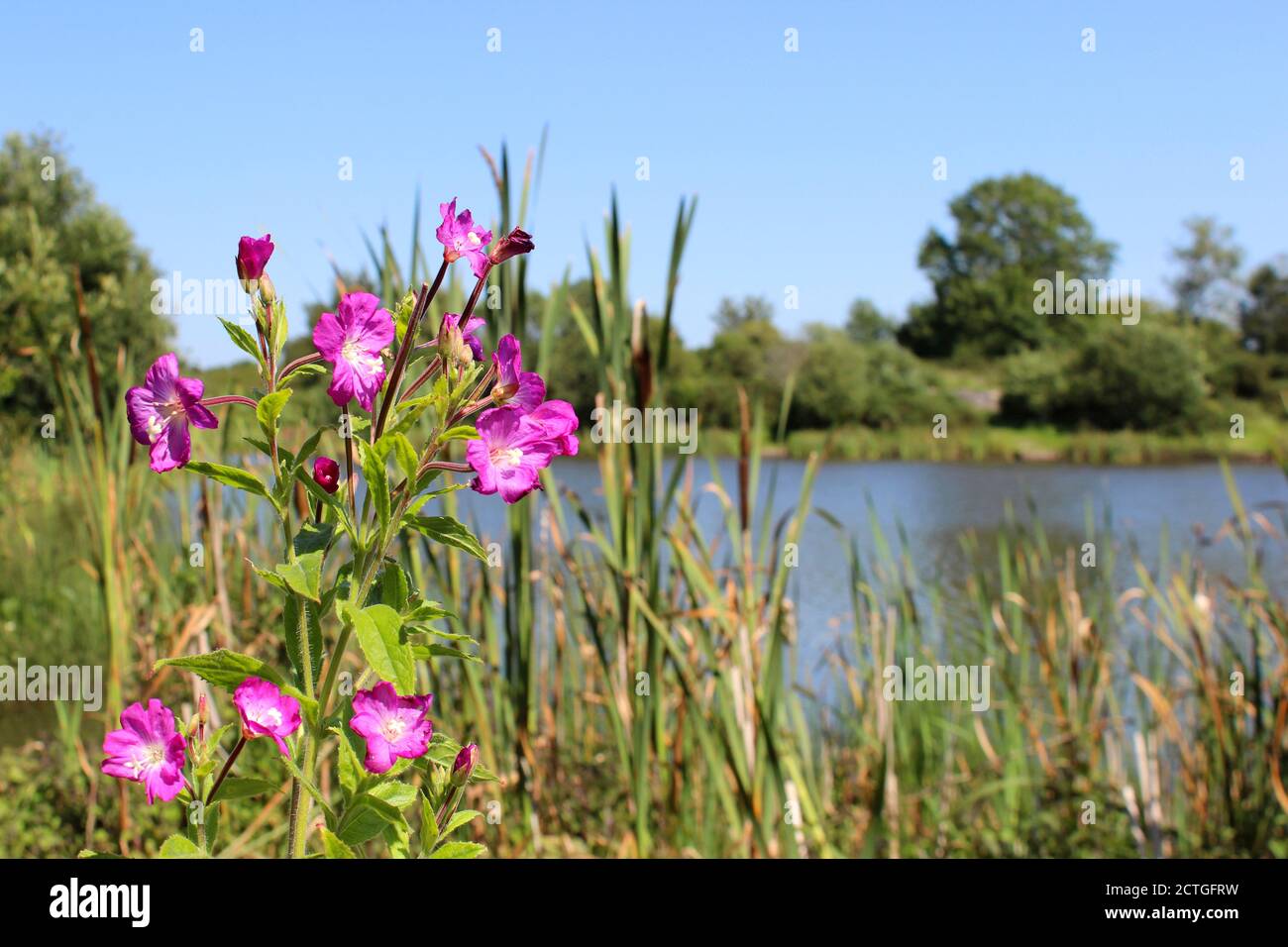 Grande Willowherb Epilobium hirsutum qui grandit à côté de la piscine de Brymbo, un lac de pêche populaire dans le village de Brymbo près de Wrexham, pays de Galles Banque D'Images