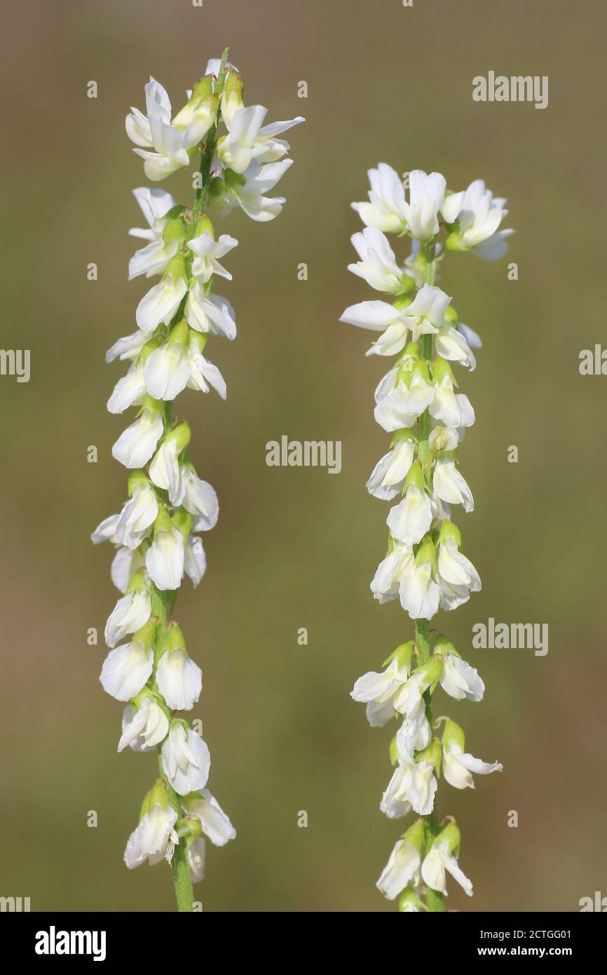 Melilot blanc Melilotus albus Banque D'Images