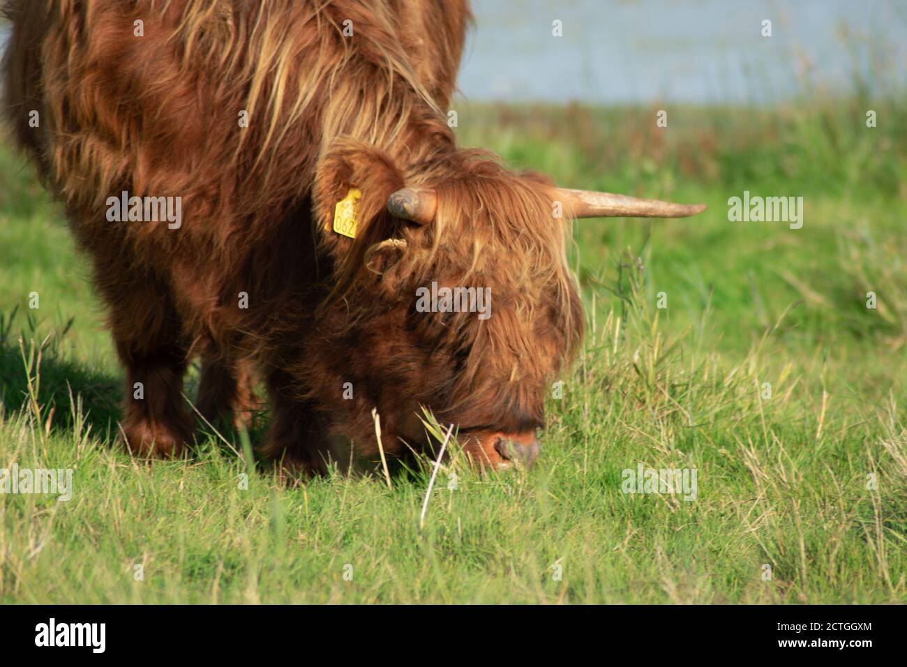 La vache Highlander broutage dans le champ. Banque D'Images