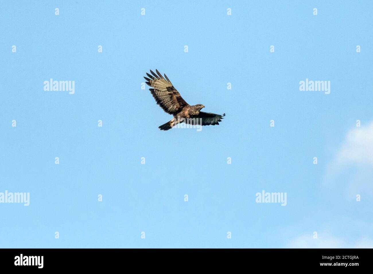 Buzzard, Buteo buteo, en vol au-dessus de Norfolk. Banque D'Images