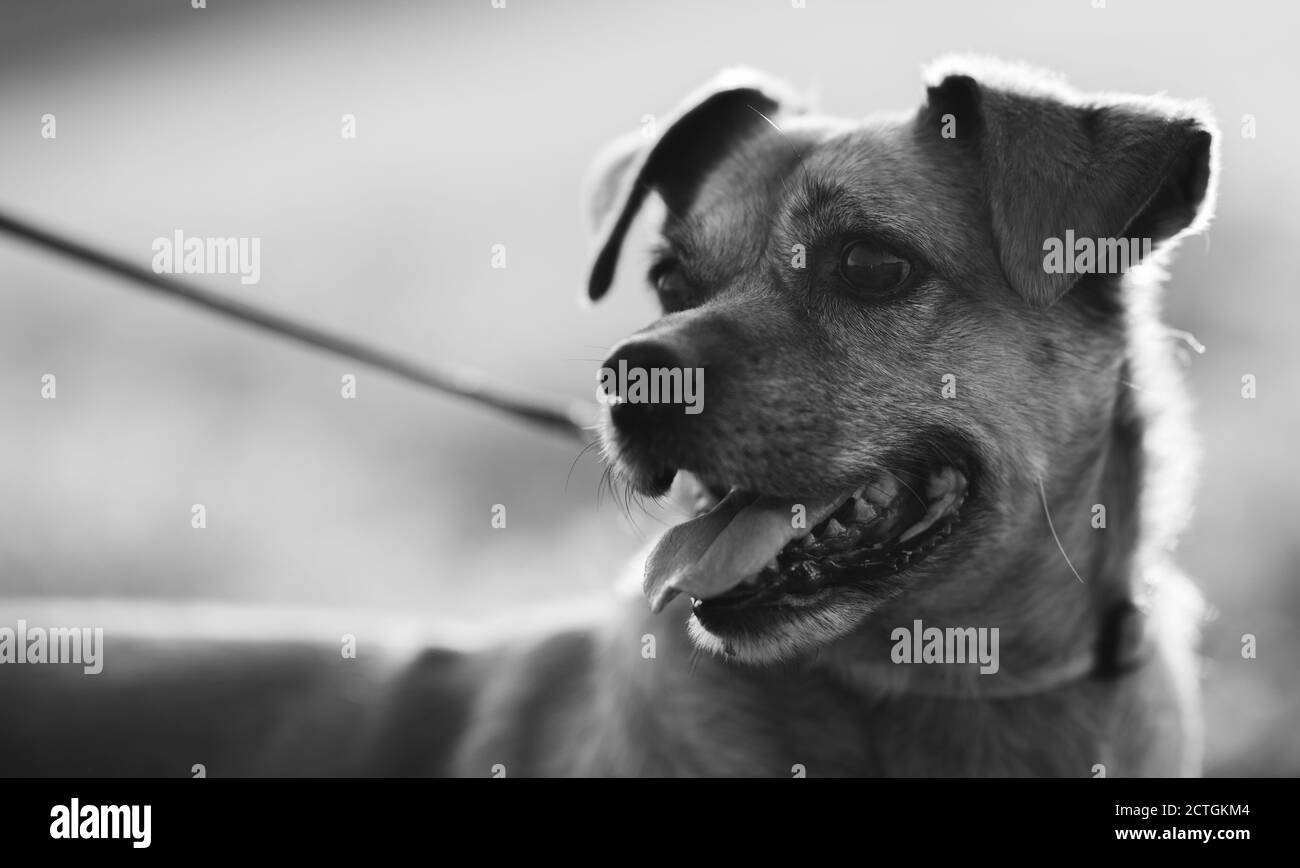 Visage de chien en noir et blanc Banque D'Images