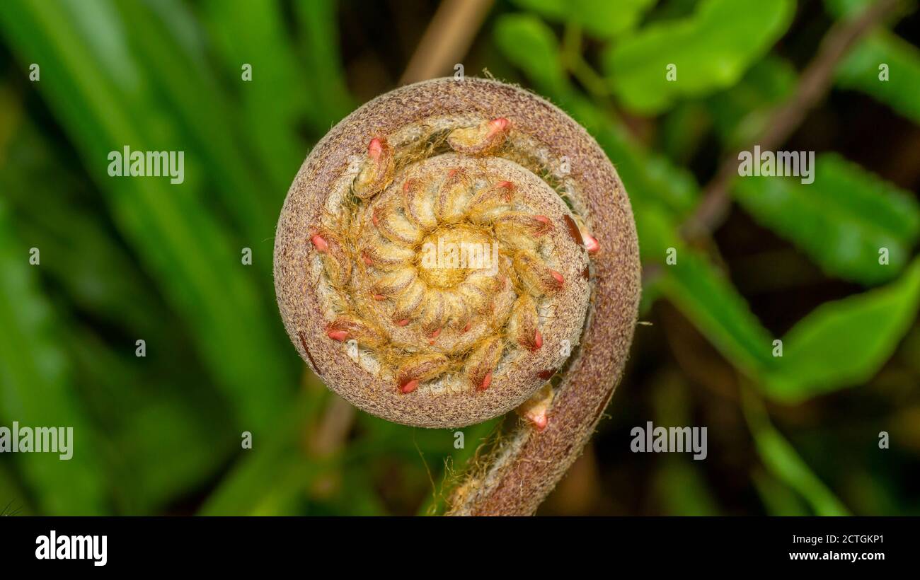 gros plan du bourgeon en spirale de la plante de la fougère avec un motif unique et forme Banque D'Images