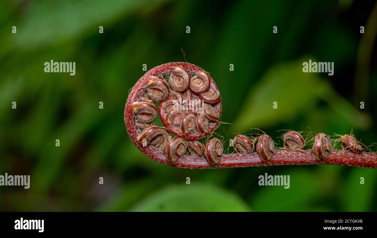 gros plan du bourgeon en spirale de la plante de la fougère avec un motif unique et forme Banque D'Images