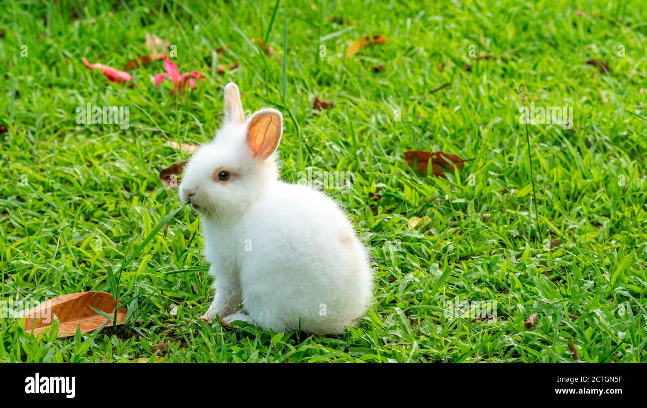 un joli petit lapin blanc qui broutage sur le champ d'herbe. un