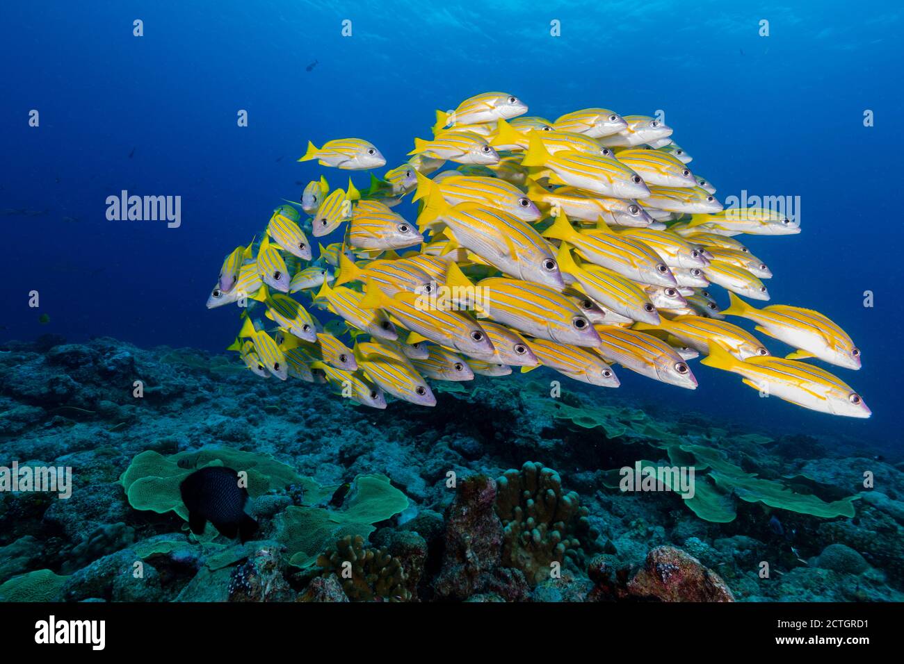 Groupe de poissons jaunes nagent au-dessus du récif dans la Micronésie tropicale Banque D'Images