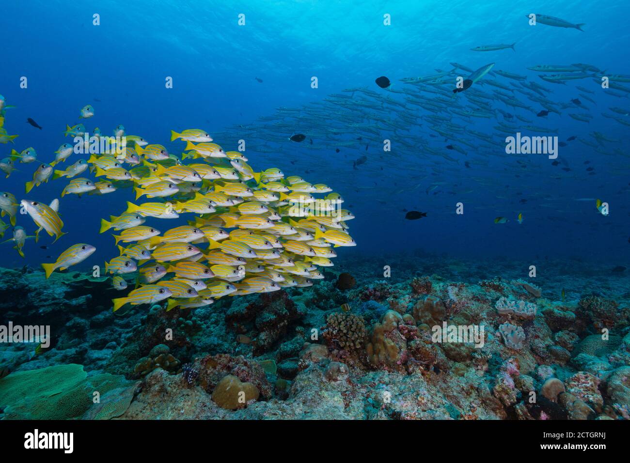 Scène sous-marine avec l'école de poissons jaunes nager au-dessus du récif de corail avec grande école de poissons d'argent en arrière-plan. Banque D'Images