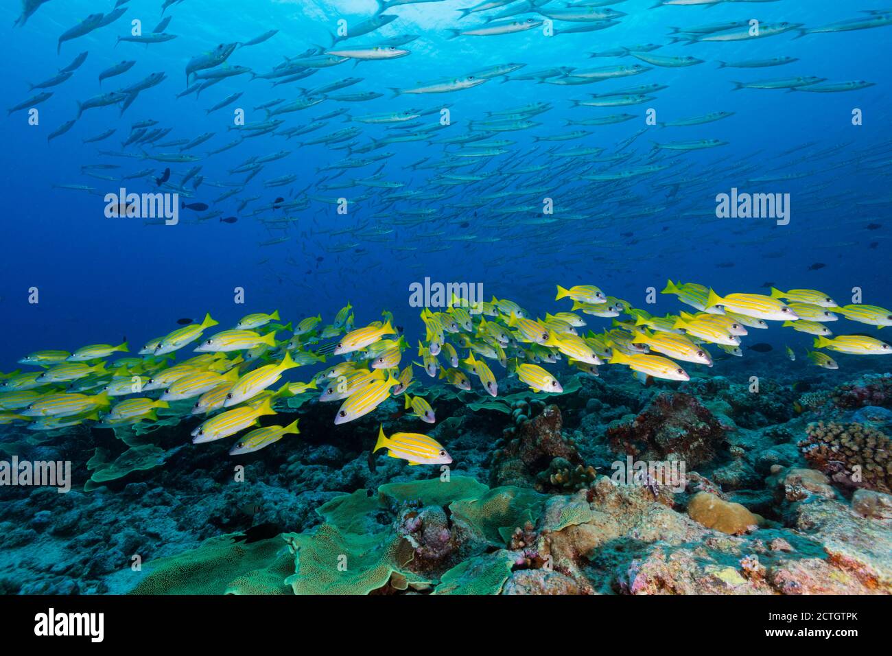Scène sous-marine avec l'école de poissons jaunes nager au-dessus du récif de corail avec grande école de poissons d'argent en arrière-plan. Banque D'Images