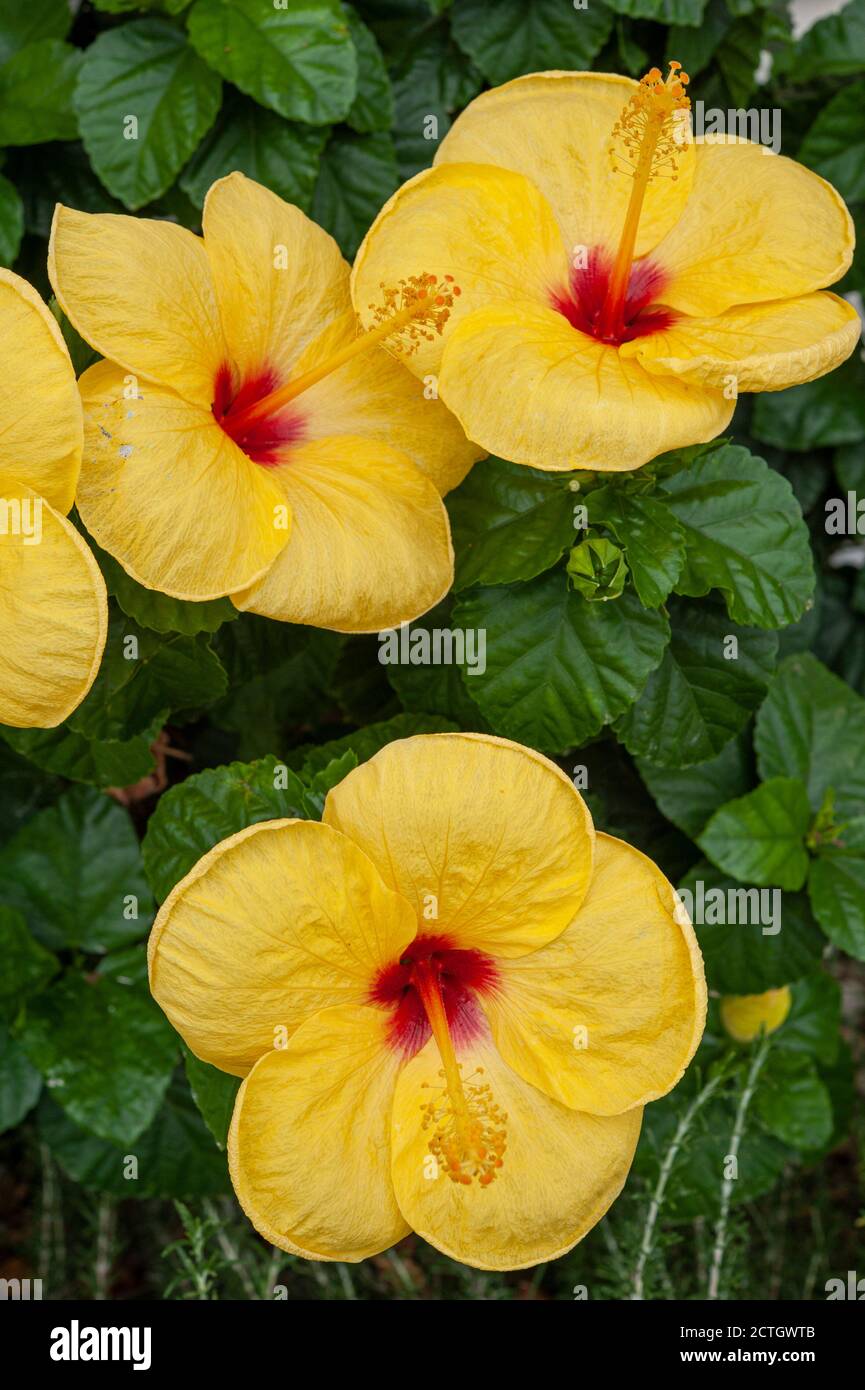 Le Hibiscus jaune est un genre de plantes à fleurs de la famille des maliques, Malvaceae. Banque D'Images