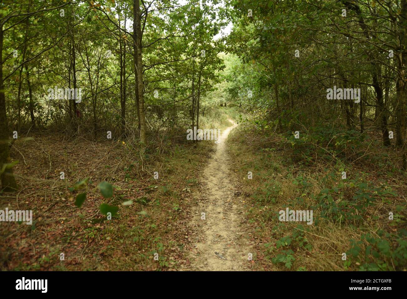 Sentier entre forêt Banque D'Images