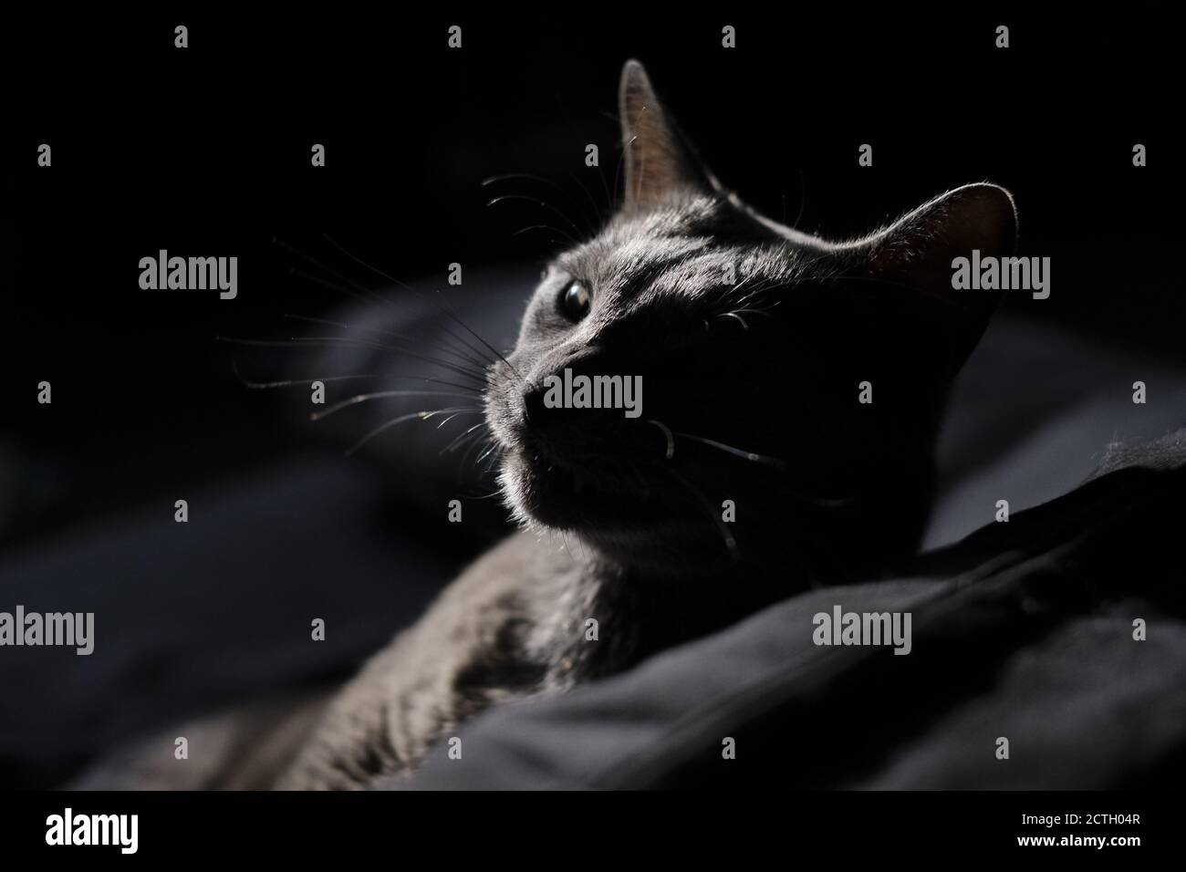 Portrait de profil de blu di Russie chat sur fond noir Banque D'Images
