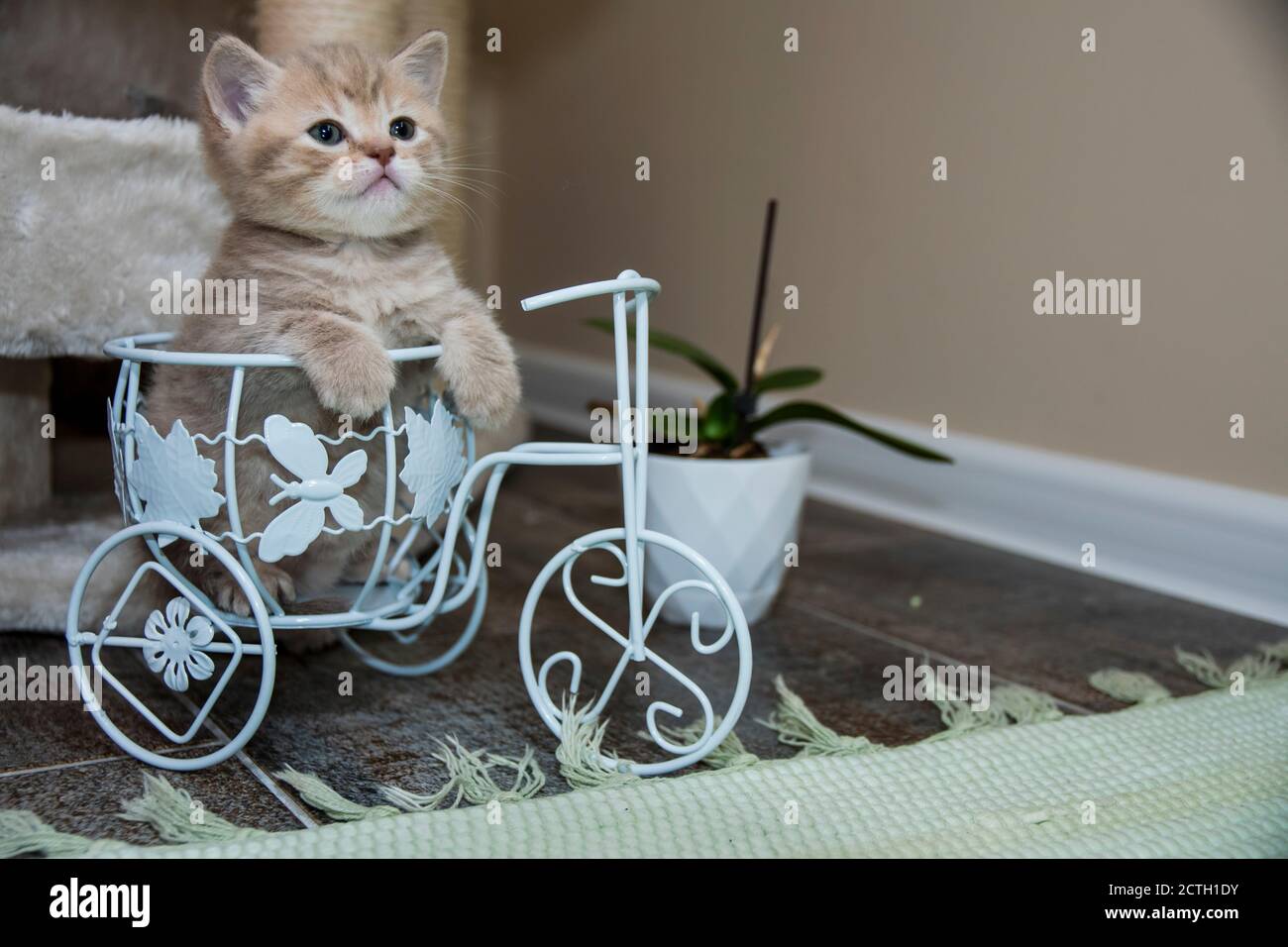 British Shorthair Cat Golden Banque D Image Et Photos Alamy