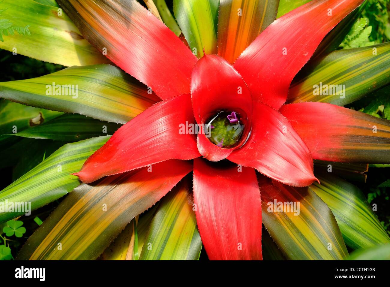 Mexico - Forêt de Chapultepec et jardin botanique Bromeliaceae - Bromelia Banque D'Images