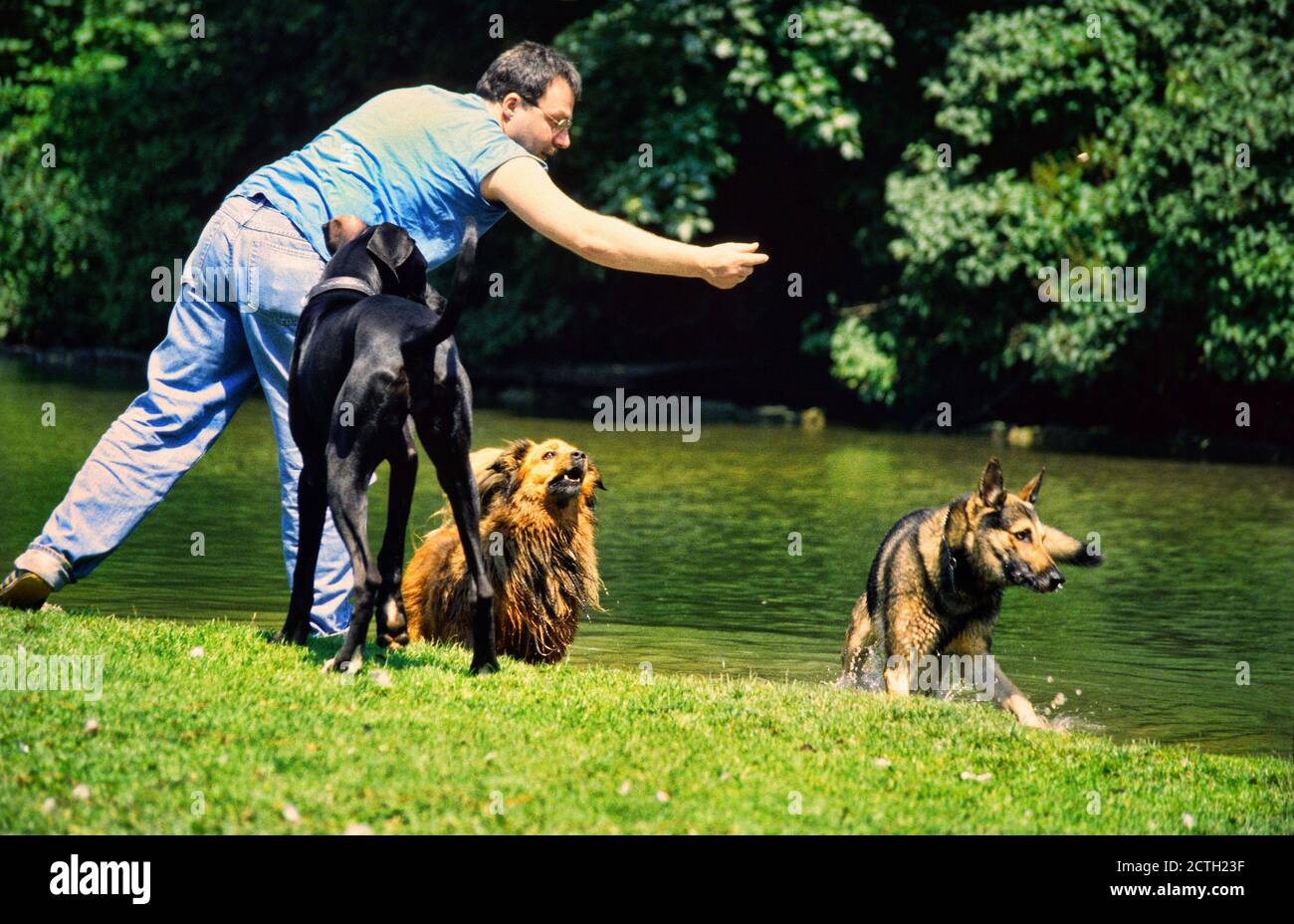 Homme de lancer objet pour les chiens joueurs dans le jardin anglais, Munich, Allemagne Banque D'Images