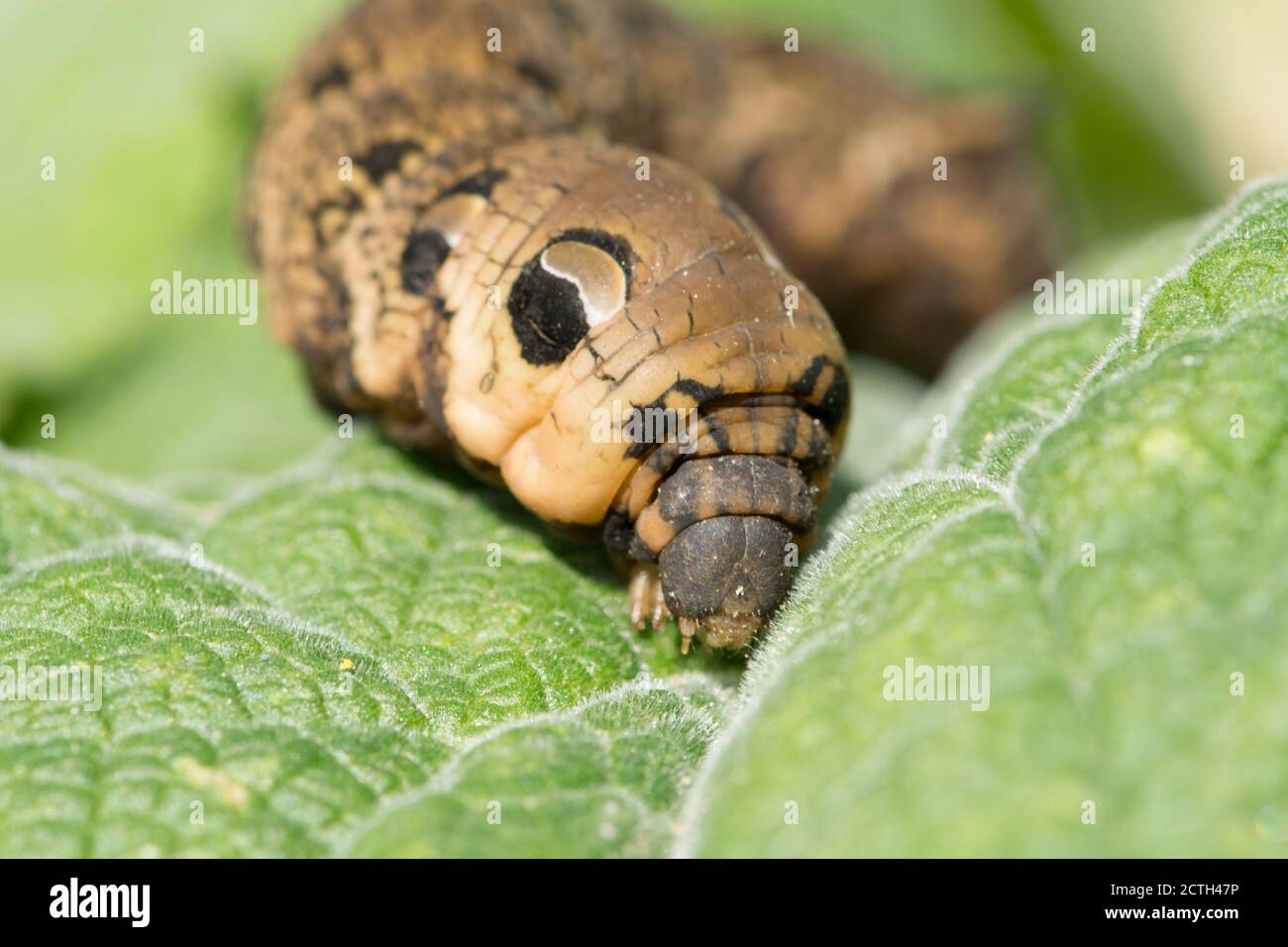 Éléphant Hawk-Moth, Deilephila elpenor, caterpillar, Moth, gros plan montrant la tache oculaire, sur une feuille Banque D'Images