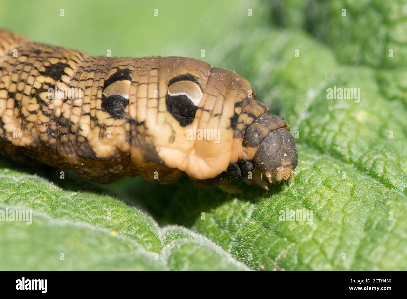 Éléphant Hawk-Moth, Deilephila elpenor, caterpillar, Moth, gros plan montrant la tache oculaire, sur une feuille Banque D'Images
