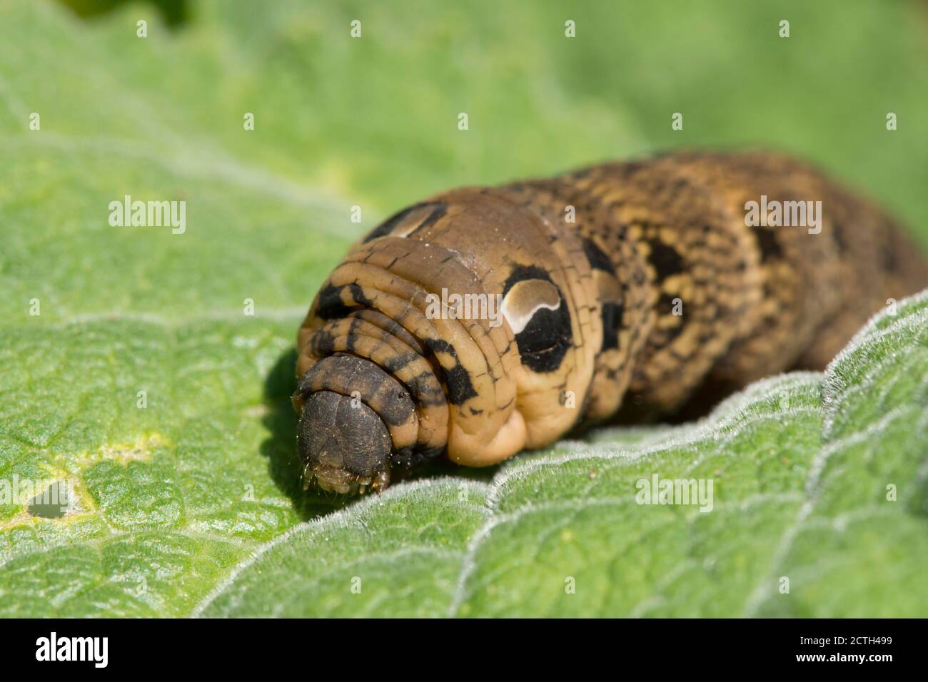 Éléphant Hawk-Moth, Deilephila elpenor, caterpillar, Moth, gros plan montrant la tache oculaire Banque D'Images