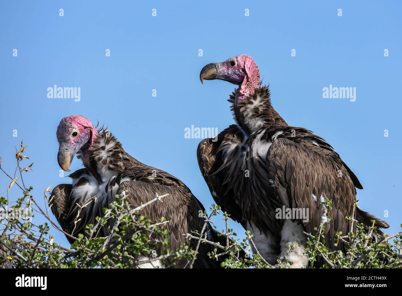 Couple reproducteur de vautours à Lappet (Torgos tracheliotos) dans un nid arboré de la réserve nationale de Masai Mara, Kenya Banque D'Images