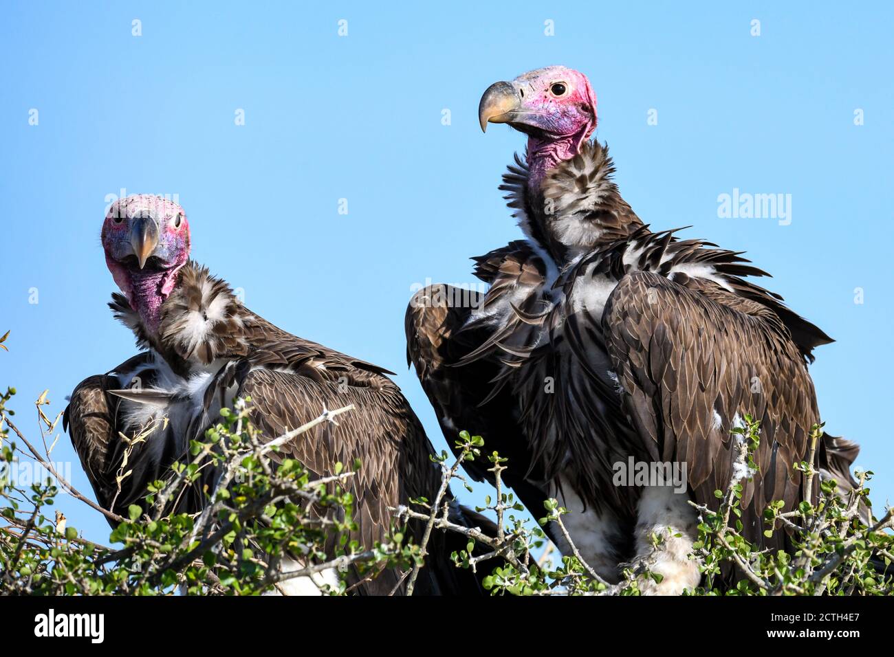 Couple reproducteur de vautours à Lappet (Torgos tracheliotos) dans un nid arboré de la réserve nationale de Masai Mara, Kenya Banque D'Images