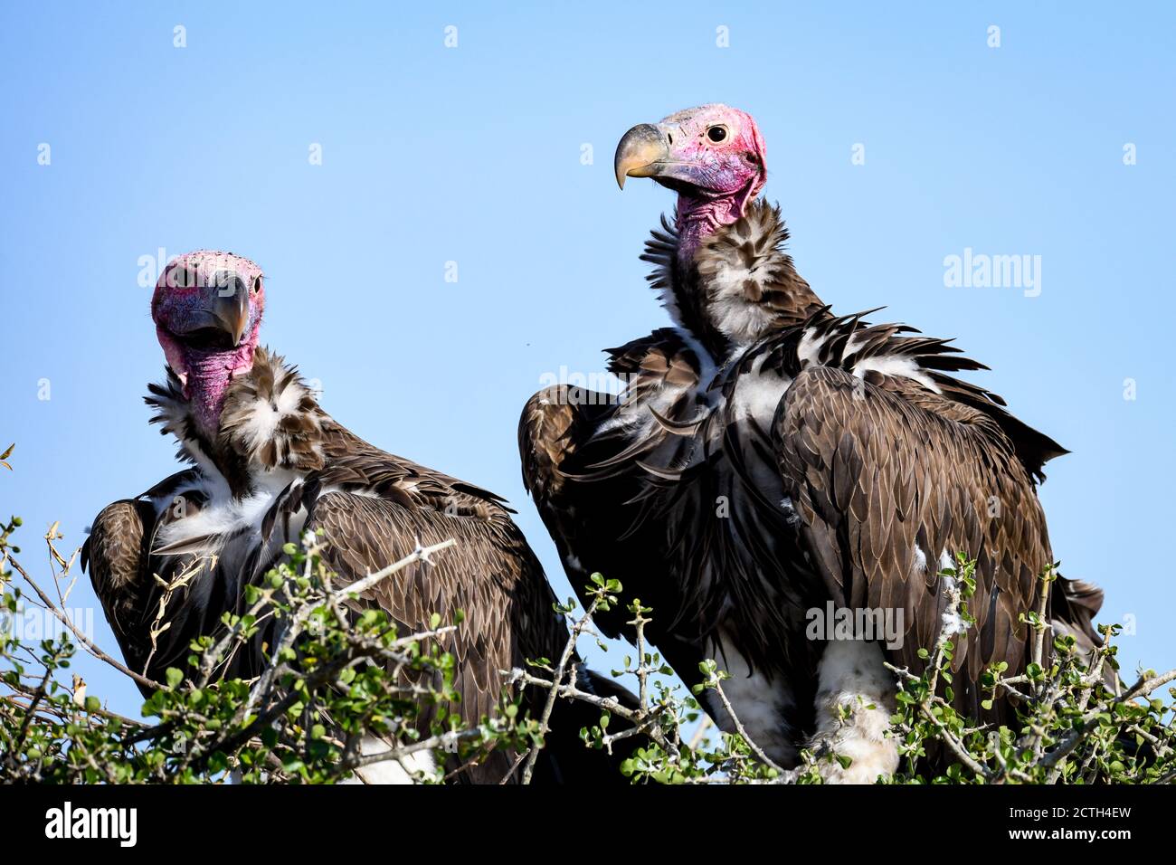 Couple reproducteur de vautours à Lappet (Torgos tracheliotos) dans un nid arboré de la réserve nationale de Masai Mara, Kenya Banque D'Images