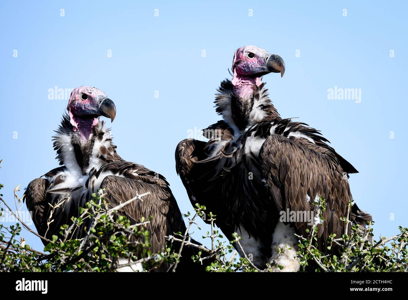 Couple reproducteur de vautours à Lappet (Torgos tracheliotos) dans un nid arboré de la réserve nationale de Masai Mara, Kenya Banque D'Images