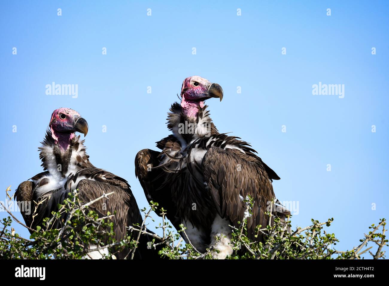 Couple reproducteur de vautours à Lappet (Torgos tracheliotos) dans un nid arboré de la réserve nationale de Masai Mara, Kenya Banque D'Images