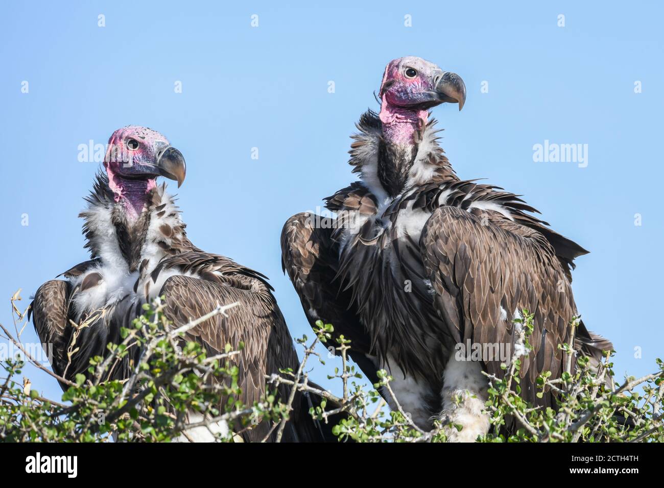 Couple reproducteur de vautours à Lappet (Torgos tracheliotos) dans un nid arboré de la réserve nationale de Masai Mara, Kenya Banque D'Images