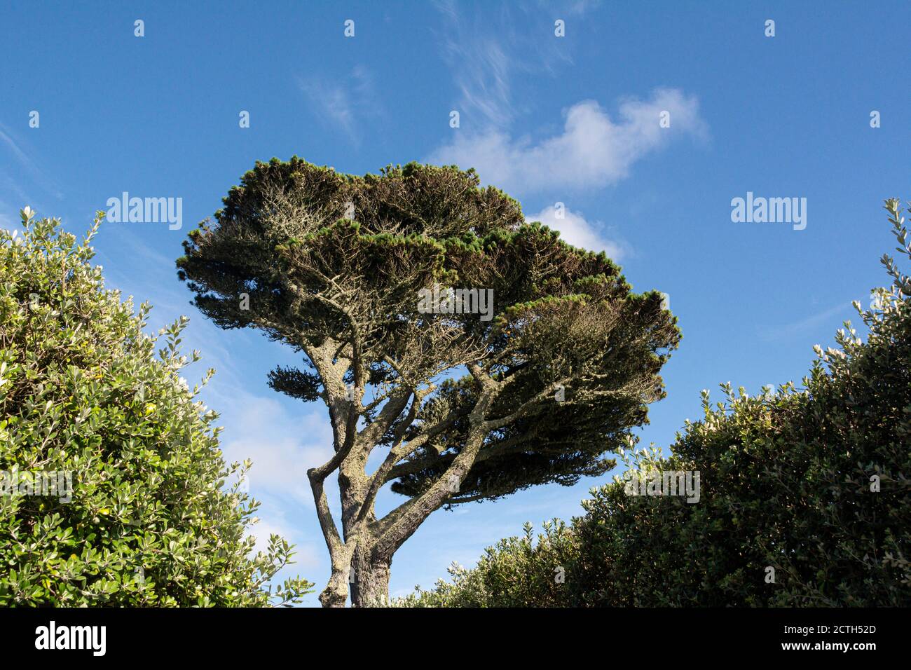 Un pin de pierre (Pinus pinea) Banque D'Images