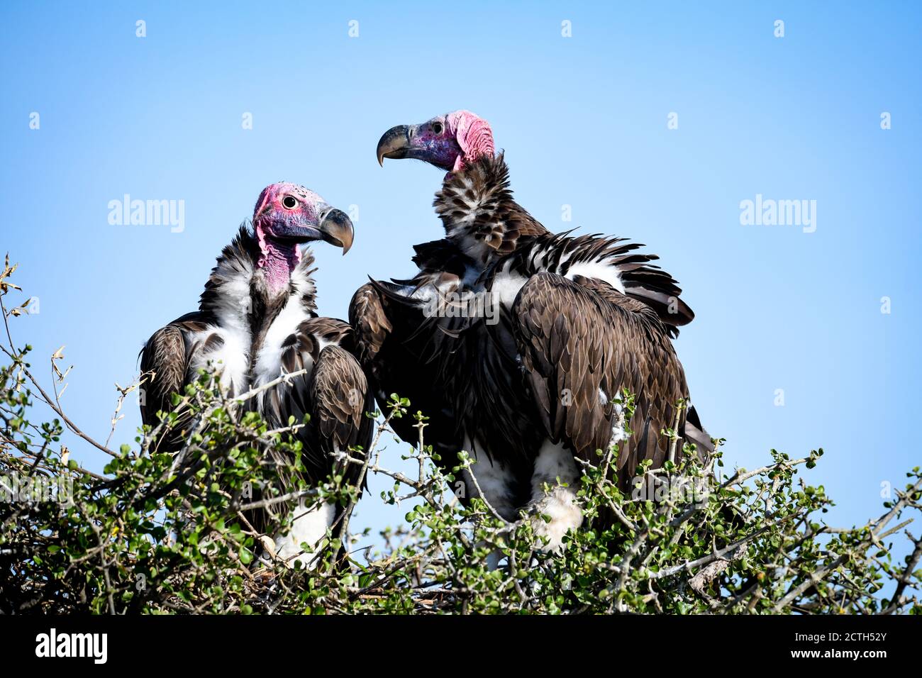 Couple reproducteur de vautours à Lappet (Torgos tracheliotos) dans un nid arboré de la réserve nationale de Masai Mara, Kenya Banque D'Images