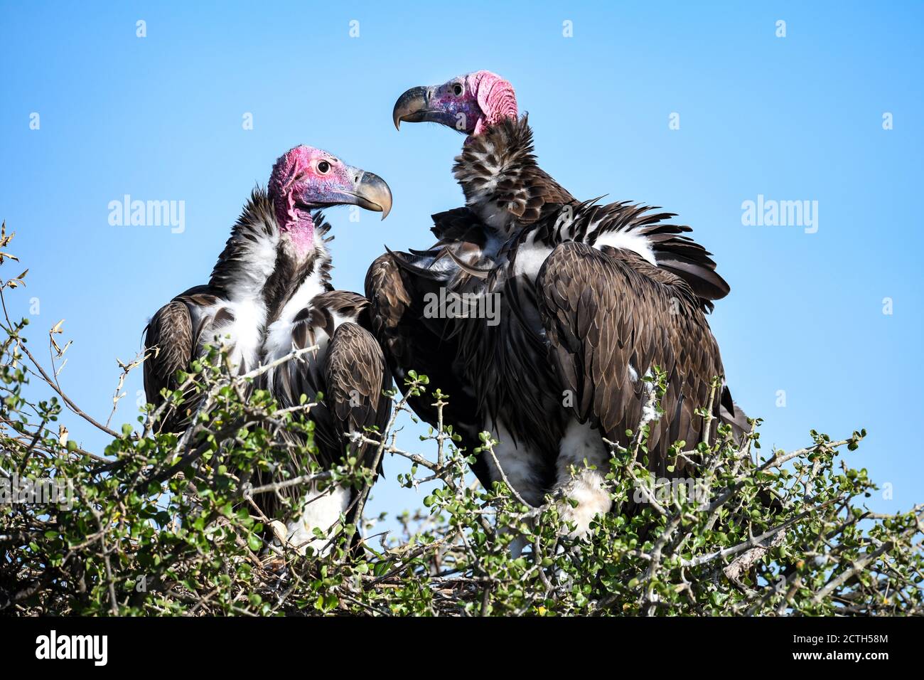 Couple reproducteur de vautours à Lappet (Torgos tracheliotos) dans un nid arboré de la réserve nationale de Masai Mara, Kenya Banque D'Images