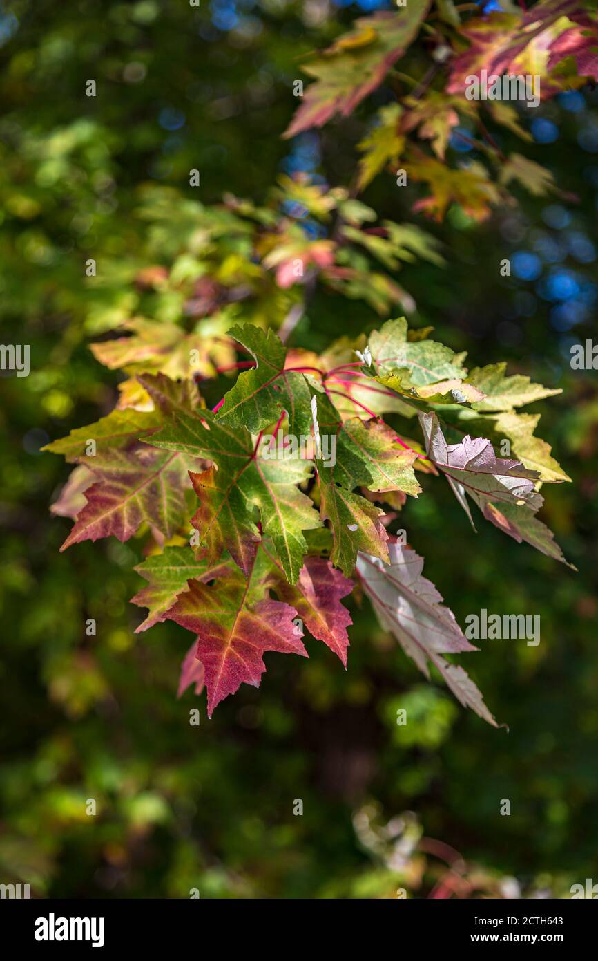 Les feuilles d'érable commencent à changer de couleur en automne Banque D'Images